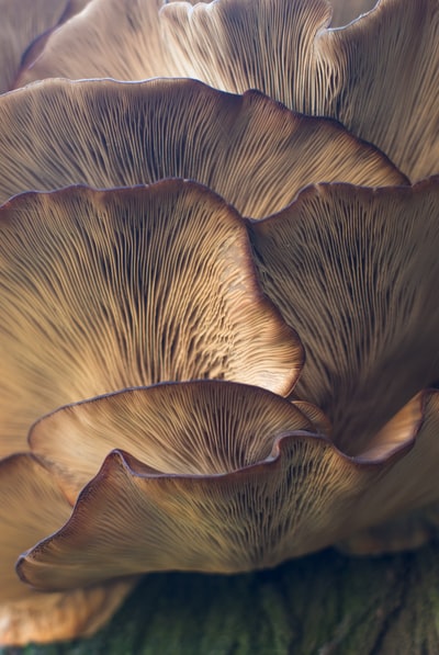 蘑菇选择性聚焦照片